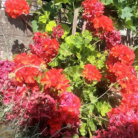 Castello Flower Kastela