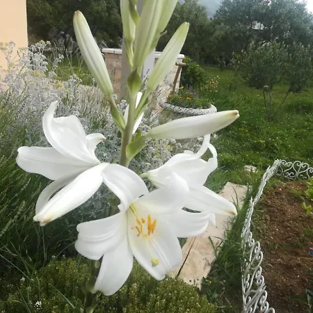 Апартаменти Castello Flower *